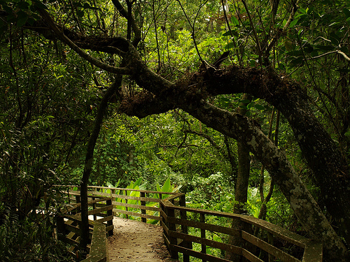 Corkscrew Swamp Sanctuary